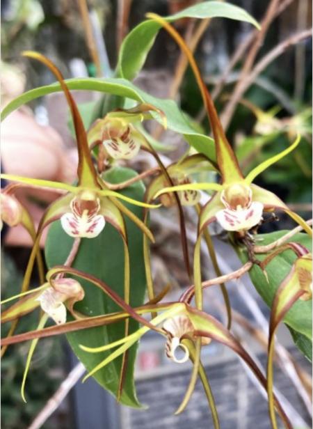 OoN Dendrobium Tetragonum VSerpensis X Self Species Orchid (5979/W11869) Mtd Cork