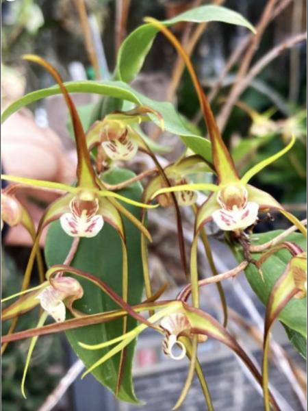 OoN Dendrobium Tetragonum V.Serpensis X Self Species Orchid (5979/W11869) 66mmP