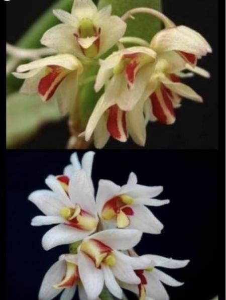 OoN Dockrillia Rigidum Species Orchid Mounts