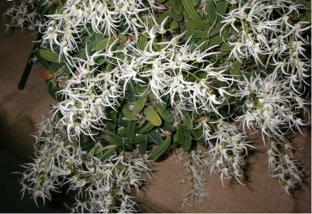 OoN Dockrillia Orchid Linguiforme Species Orchid Mid Size Mount (G)