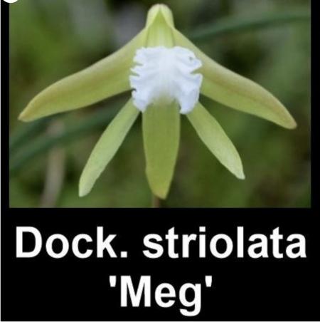 OoN Dockrillia Orchid Striolata Meg TP Mounts