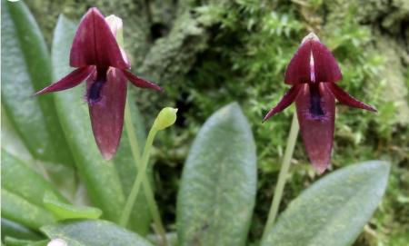 OoN Bulbophyllum Macphersonii Miniature Species Orchid Mounted On Cork FS