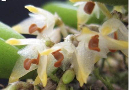 OoN Bulbophyllum Shepherdii Species Orchid Mounted On 100mm Round Tree Fern