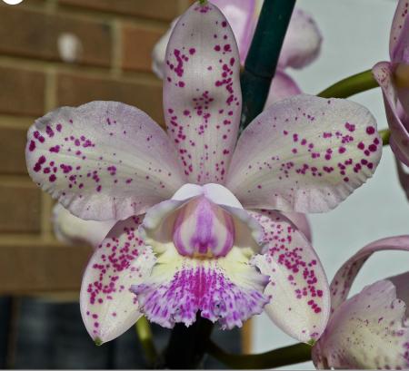 OoN Cattleya Orchid 5321 Caudabec Candy X Pinata Surprise 68mm Pots
