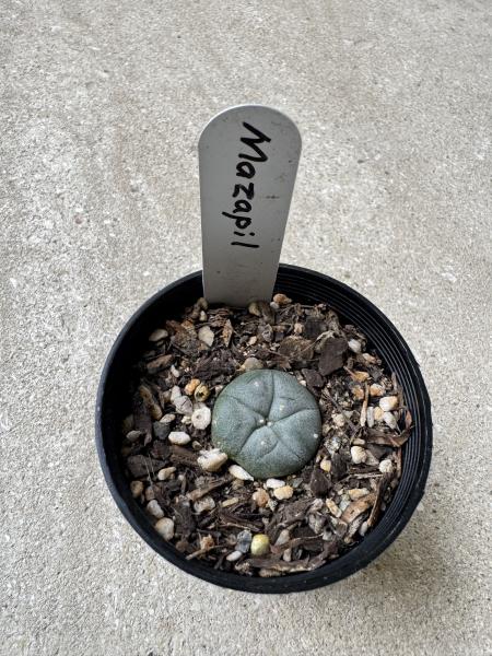Lophophora williamsii var Mezapil