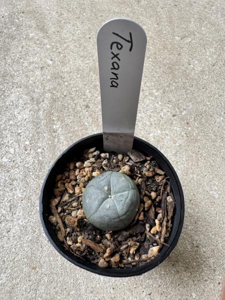 Lophophora williamsii var Texana