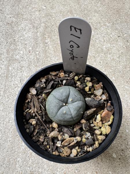 Lophophora williamsii var El Cayote