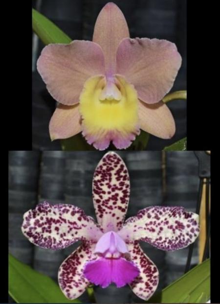 OoN Cattleya Orchid 5326 Sc Lana Coryell X C Caudabec Candy 68mm Pots