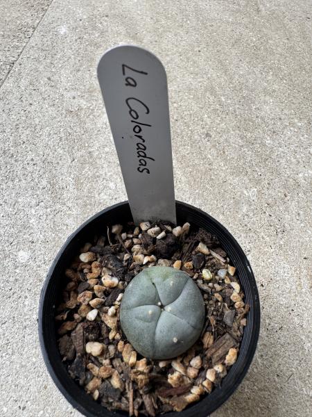 Lophophora williamsii var La Colorados