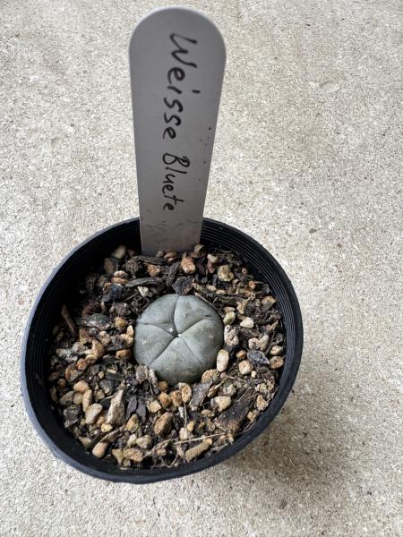 Lophophora williamsii var Weisse Bluete