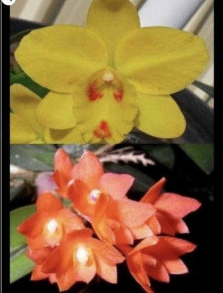 OoN Cattleya Orchid 5433 C Seagulls Tiny Tim Remakes 68mm Pots