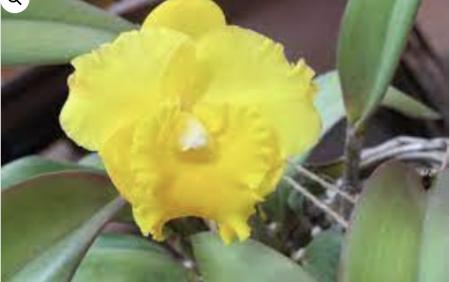 OoN Cattleya Orchid Pot Dals Moon Golden Sun (4382) Mericlones 85mm Sq Pots