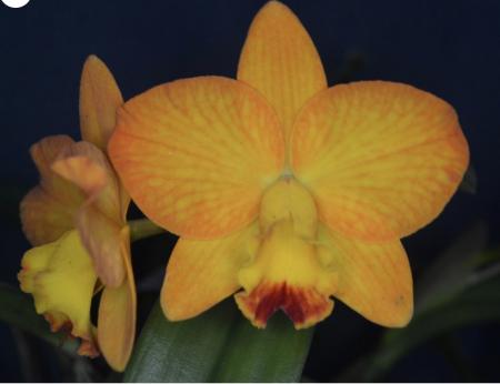 OoN Cattleya Orchid Slc Mango Spice Stone 68mm Sq Pots FS Divs