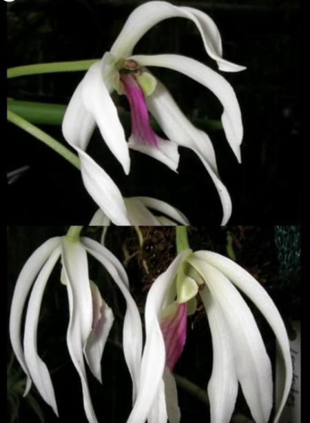 OoN Leptotes Bicolor Species Orchid Mounted