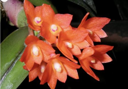 OoN Sophronitis Cernua Species Miniature Orchid Mounted