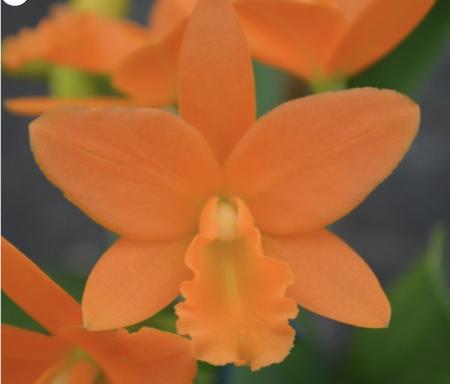 OoN Cattleya Orchid Blc YoungMin Orange Golden Sensation(4387) 68mm Pots