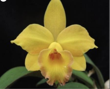 OoN Cattleya Orchid Slc Itsy Bitsy Diamond Orchids (WEI010M) 68mmPots 