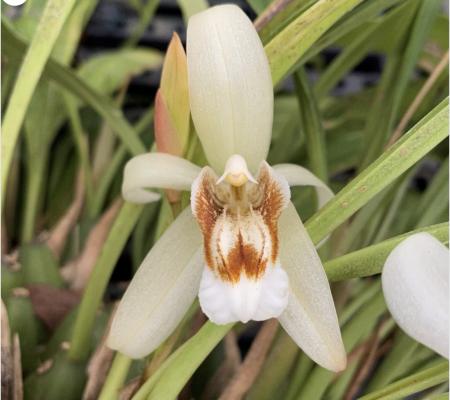 OoN Coelogyne Kirribilli James Orchid 155mm WW Pot FS