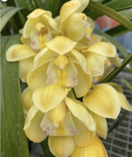 OoN Cymbidium Orchid 5054 Paradisian Choice Dreamer 68mm SLC NEW2024