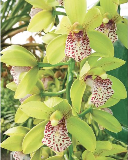 OoN Cymbidium Orchid 5246 Paradisian Tiger Green Falls 68mm SLC