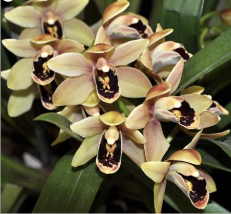 OoN Cymbidium Orchid 5252 Darch Cool Charming Bourne 68mm SLC NEW2024