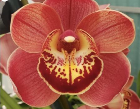 OoN Cymbidium Orchid Atlantic Carat 1 68mm SqPot