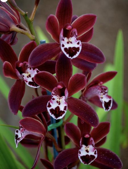 OoN Cymbidium Orchid Forty Winks Sweet Dreams (3636) 68mm Sq Pot