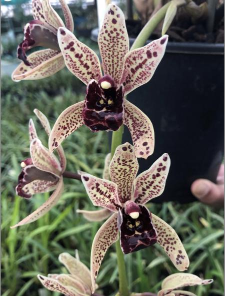 OoN Cymbidium Orchid Funky Devon Gerard 5057 NEW May 2024 (68mm Pot)