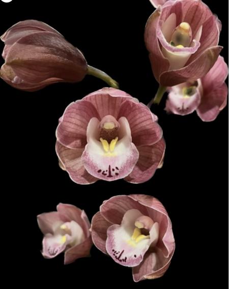 OoN Cymbidium Orchid Jacintas Pride Jemima (68mm Pot)