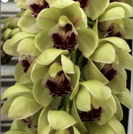 OoN Cymbidium Orchid Mary Green Green Balls (4197) 68mm Pots