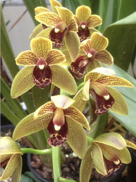 OoN Cymbidium Orchid Newbold CraigieburnNB HoustonSt 68mmP (5052)