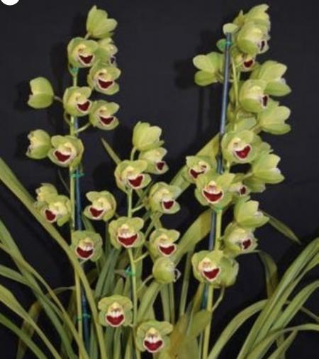 OoN Cymbidium Orchid Templestowe Opal Hearts On Fire DW399 (68mm Pot)