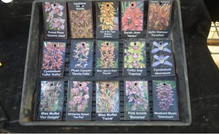 OoN 10 Assorted Cymbidium Mericlones Orchids In 68mm Pots