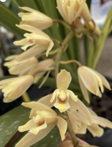 OoN Cymbidium Little Moonbeam Snowflake 2N (SJS 4198) 68mm Pots and 125mm pots