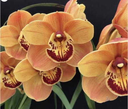 OoN Cymbidium Orchid Australian Sunset Bundy (68mm Pot)
