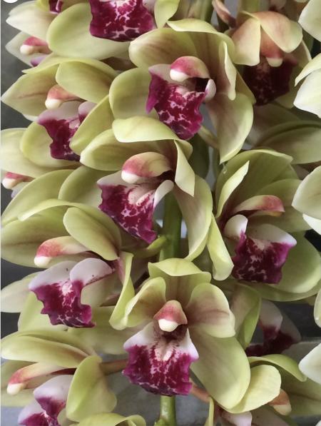 OoN Cymbidium Orchid Mary Green Piccadily Circus (68mmPot) 4208