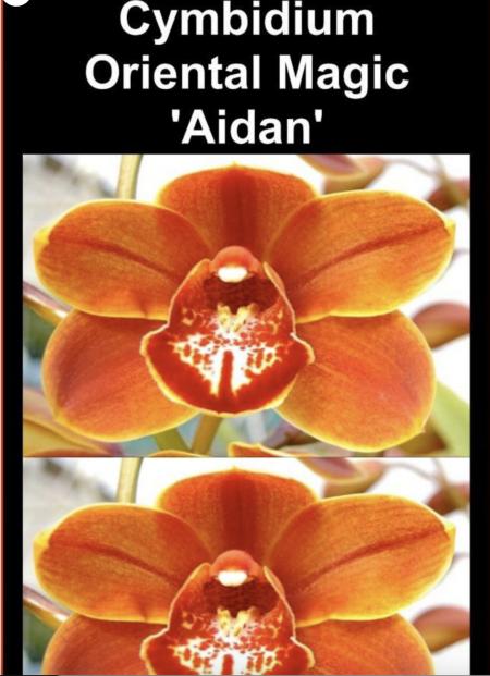 OoN Cymbidium Orchid Oriental Magic Aidan (68mm Pot) 4054