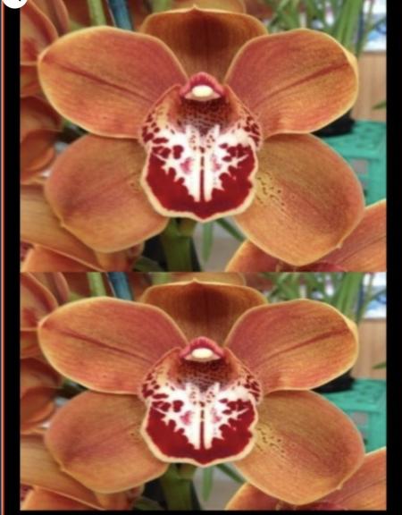 OoN Cymbidium Orchid Uluru Flame Andys Choice (68mm Pot)