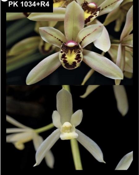 OoN Cymbidium Orchid PK1034R4 Prapay Luang X Dayanum Alba 125mm Pot