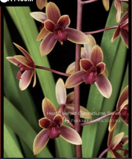 OoN Cymbidium Orchid EnsiCanal First Lady In 68mm Sq Pots (PK1453M)