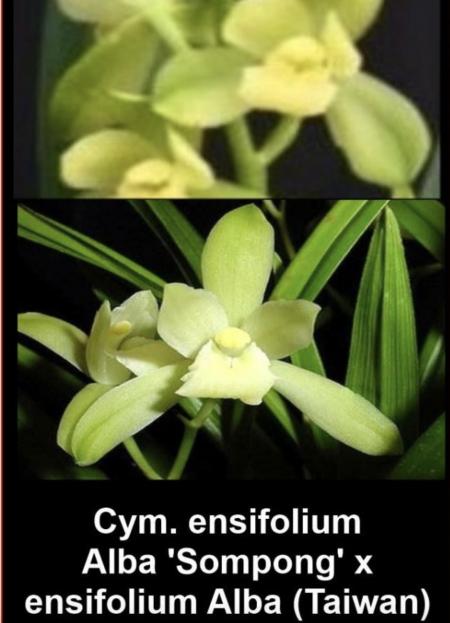 OoN Cymbidium Orchid Ensifolium Alba Sompong X Alba (Taiwan) PK2562 (68mmP)