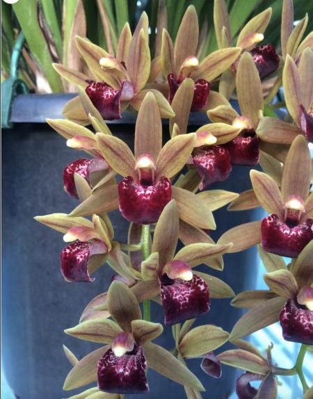 OoN Cymbidium Orchid Kevbourkas J&D 4204 (68mmPot)