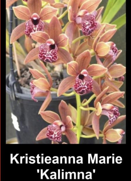 OoN Cymbidium Orchid Kristieanna Marie Kalimna (5055) 68mmPot