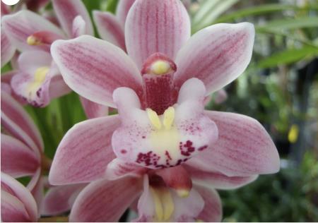OoN Cymbidium Orchid Little Sarah Pink Cascade (5251) 68mmPot