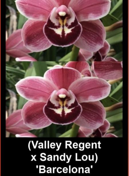 OoN Cymbidium Orchid (Valley Regent X Sandy Lou) Barcelona 68mm Pots