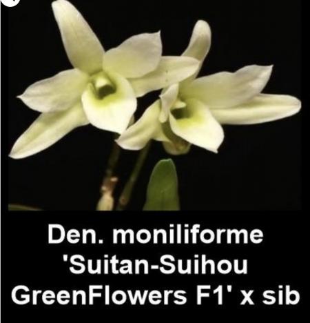 OoN Dendrobium Moniliforme SuitanSuihou Green Species Orchid 60mm Tubes