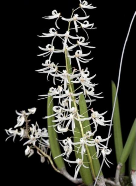 OoN Dockrillia Wassellii Species Orchid Cork Mount (A)