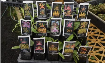 OoN 10 Assorted Dendrobium Tubes Orchids NEW Releases Pack