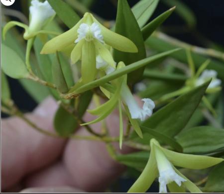 OoN Dockrillia Orchid SJS 3598 striolata Meg X pugioniforme Alba HW Mounts