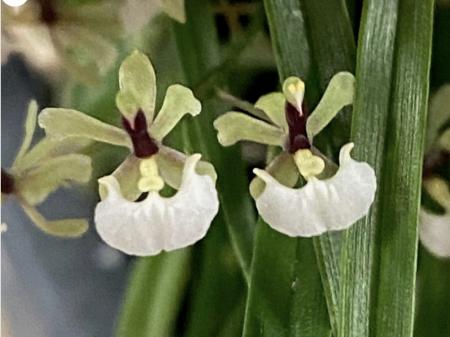 OoN Ornithophora radicans Species Orchid 80mm Pots